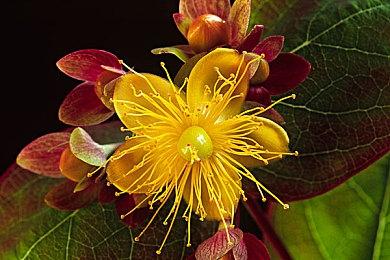 本周起PS会免的《最终幻想7》可升级至PS5版